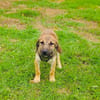 Max sucht ein Zuhause