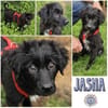 JASNA * vertrauensvolles Hundemädchen