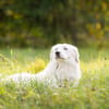 Buddy sucht ein hundeerfahrenes Zuhause