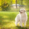 Buddy sucht ein hundeerfahrenes Zuhause