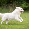 Buddy sucht ein hundeerfahrenes Zuhause