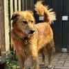 Traumhund für ältere Menschen