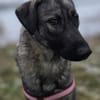 Zuhause gesucht für Kayla