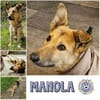 MANOLA * blinde Hündin su. Herzensmensch