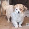 Lili, kleines Hundemädchen sucht Zuhause