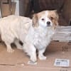 Lili, kleines Hundemädchen sucht Zuhause