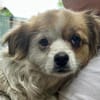 Lili, kleines Hundemädchen sucht Zuhause