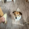 Kleine charmante Dame sucht ihr Zuhause