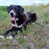 Nanda sucht ein neues Zuhause