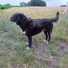 Nanda sucht ein neues Zuhause