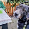 Nanda sucht ein neues Zuhause