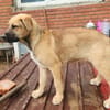 Ana, mutiger Welpe sucht neues Zuhause
