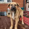 Ana, mutiger Welpe sucht neues Zuhause
