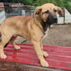 Ana, mutiger Welpe sucht neues Zuhause