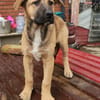 Ana, mutiger Welpe sucht neues Zuhause