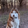🐾 Rudik sucht sein Für-immer-Zuhause 🐾