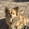 Chihuahua Rüde 3 Jahre alt