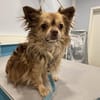 Chihuahua Rüde 3 Jahre alt