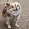 Chihuahua Rüde 3 Jahre alt