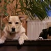 Sintra freut sich auf dich!