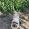 Pompom, ich suche Euch
