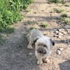 Pompom, ich suche Euch
