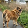 Ben - klug, liebenswert, willenstark