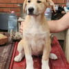Marie, wundervoller Welpe sucht Zuhause