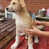 Marie, wundervoller Welpe sucht Zuhause