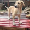 Marie, wundervoller Welpe sucht Zuhause