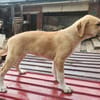 Marie, wundervoller Welpe sucht Zuhause