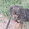 Fritzi, kleiner Hundemann sucht Körbchen