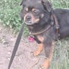 Fritzi, kleiner Hundemann sucht Körbchen