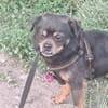Fritzi, kleiner Hundemann sucht Körbchen