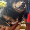 Fritzi, kleiner Hundemann sucht Körbchen
