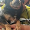 Fritzi, kleiner Hundemann sucht Körbchen