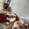 CHULA ❤ sucht ihr Für-immer-Zuhause