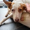 CHULA ❤ sucht ihr Für-immer-Zuhause