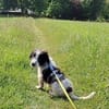 Elfo sucht liebevolles Zuhause