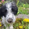 Elfo sucht liebevolles Zuhause