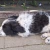Elfo sucht liebevolles Zuhause
