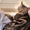 Ezyo [FIV+]