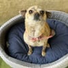 KIRA (En cours d'adoption)