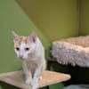 BENNY A17443