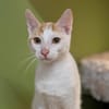 BENNY A17443