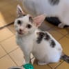 BONNIE A17446