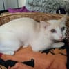 CAMEMBERT QCT (J'ai trouvé ma famille)