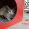 Calypso