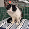 Emile