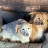 LUNA e TOBY
